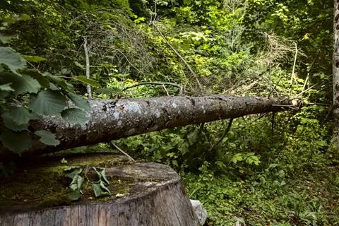 Cut down tree at the edge of a path in the mountain. Stock Photos