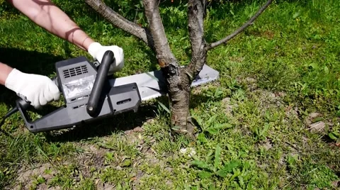 Cut down of tree by electric saw Stock Footage 59673583