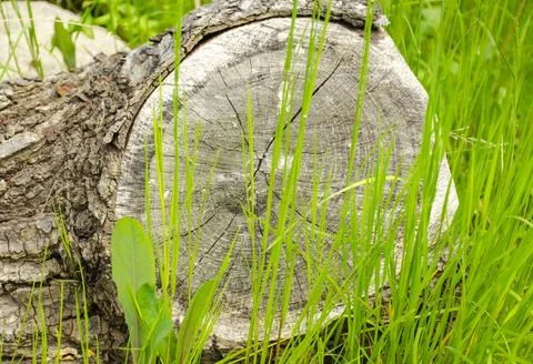 Cut down tree on the floor with green grass Stock Photos