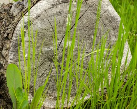 Cut down tree on the floor with green grass Stock Photos