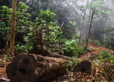 Cut down tree in a forest Stock Photos