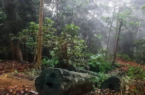 Cut down tree in a forest Stock Photos
