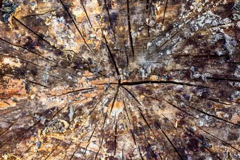 Cut down a tree. Fungus on the end. Texture, annual rings. Birch tree. Stock Photos