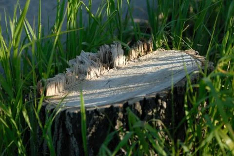 The cut down tree in a grass. Stock Photos