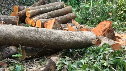 Cut Down Tree logs Stock Footage 92221548