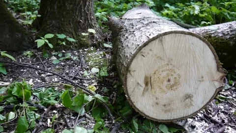 Cut down a tree logs in the linden forest, HD footage panorama with steadicam. Stock Footage 76565578
