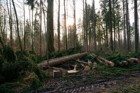 Cut down tree logs Spring forest pruning sunny afternoon in Switzerland 스톡 사진