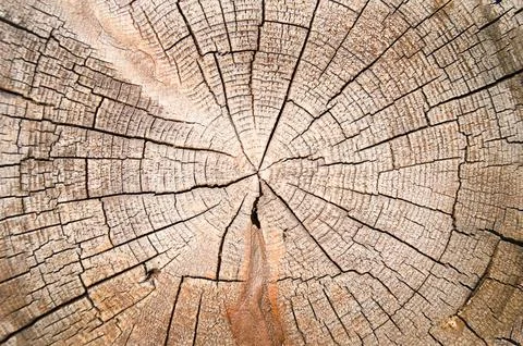 Cut down a tree. Natural background Stock Photos