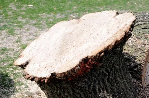 Cut down tree Stock Photos