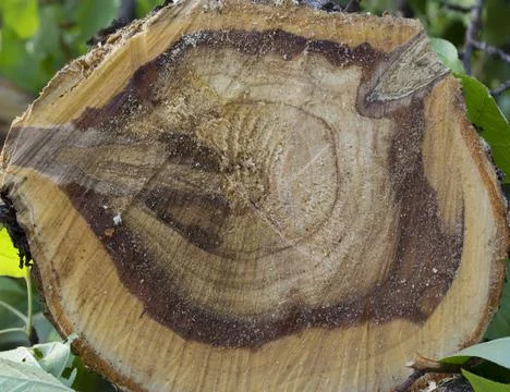 Cut down a tree Stock Photos