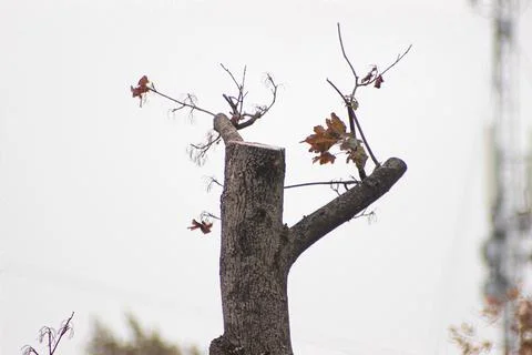 Cut-Down Tree Revives with Yellow Leaves: A Symbol of Hope Stock Photos