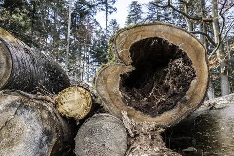 A cut down tree in the shape of a wooden heart Фото