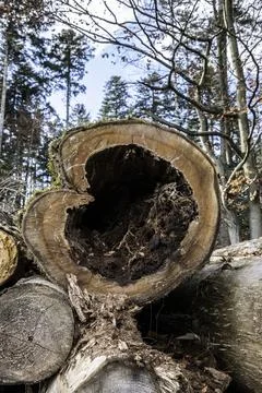 A cut down tree in the shape of a wooden heart Фото