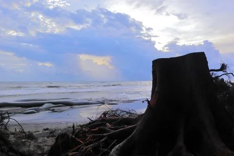 A Cut Down Tree trunk Beside the Sea Beach Stock Photos
