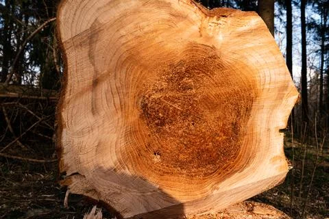 Cut down tree trunk stump in a forest logging operation Stock Photos