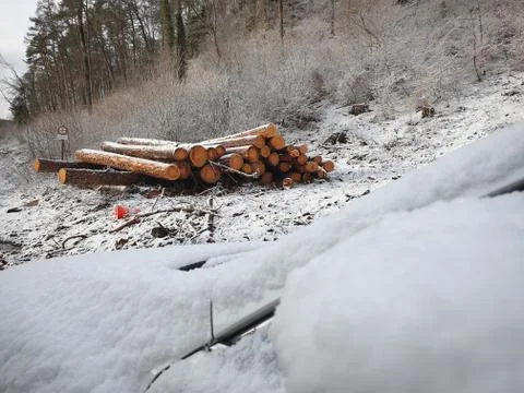 Cut down tree trunks covered with snow. 库存照片