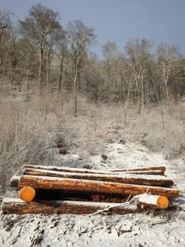 Cut down tree trunks covered with snow. Stock Photos