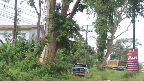 Cut down tree for urban development Stock Footage 131204793