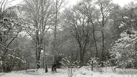 Cut down a tree in winter Stock Footage 71626370