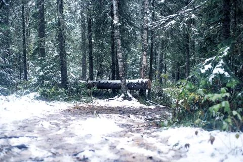 Cut down a tree with winter forest Stock Photos