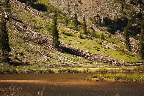 Cut Down Trees and Logging in a Colorado Forest above a Stream Stock Photos