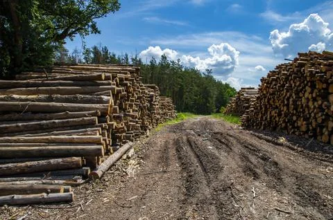 Cut down trees are stacked along a dirt road in the forest. Stock Photos