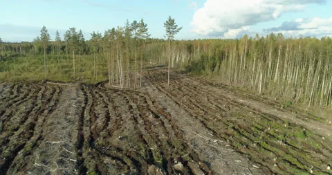 Cut down trees cleared forest in deforestation area aerial view Stock Footage 141686936