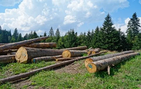 Cut down trees in evergreen forest Stock Photos