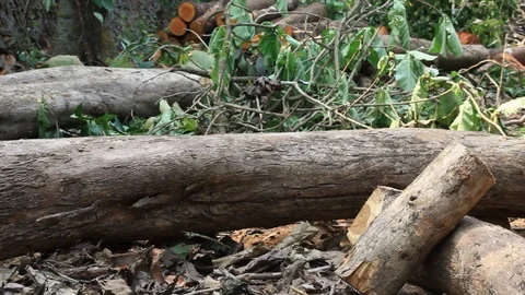 Cut Down Trees Stock Footage 87803449