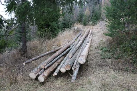 Cut down trees in the forest for firewood Stock-Fotos