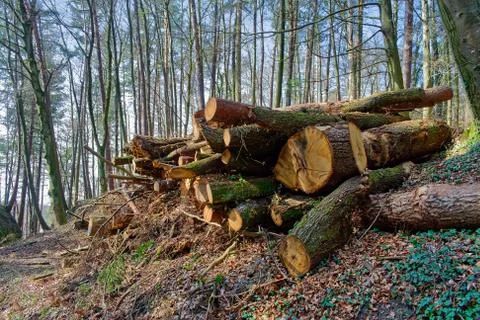 Cut down trees in a forest Stock Photos