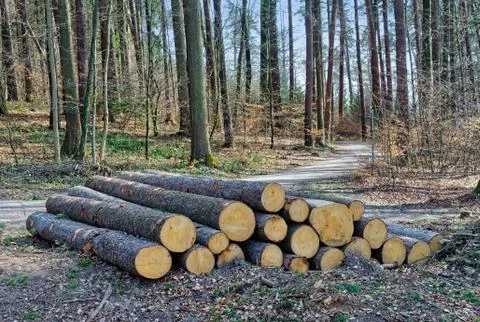 Cut down trees in a forest Stock Photos