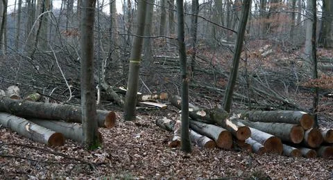 Cut down trees in the forest Stock-Fotos