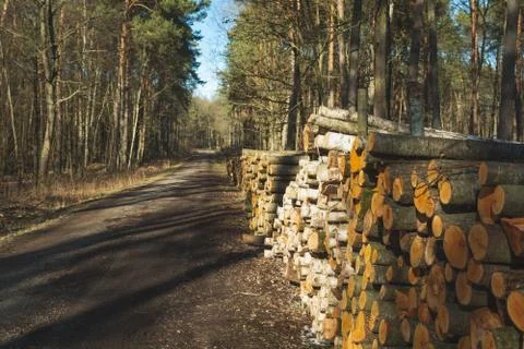 Cut down trees on a forest road Stock Photos