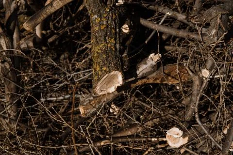 Cut down trees in forest, stacked on top of each other, view of cut trunks Stock Photos