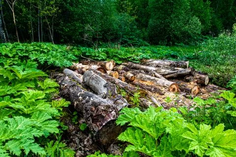 Cut down trees lie in the forest among the grass Stock Photos