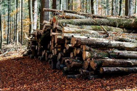 Cut down trees lie in one large pile in the middle of the autumn forest Stock Photos