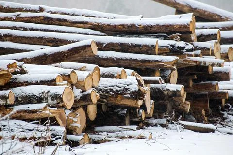 The cut down trees lying together in wood. A winter season. Stock Photos