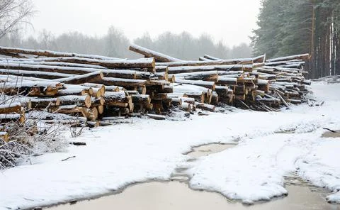 The cut down trees lying together in wood. A winter season. Stock-Fotos