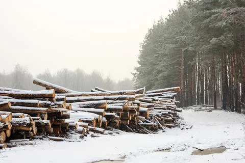 The cut down trees lying together in wood. A winter season. Fotos Stock