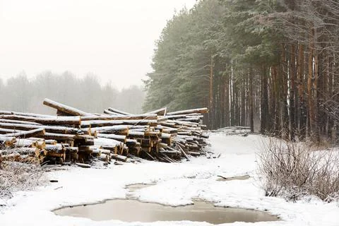 The cut down trees lying together in wood. A winter season. Stock Photos
