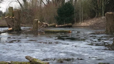 Cut down trees in midle of canal lake with crack ice Stock-Footage 149307309