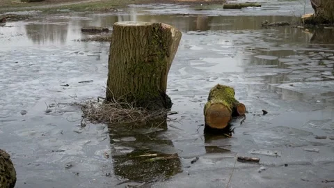 Cut down trees in midle of canal lake with crack ice Stock-Footage 149307312
