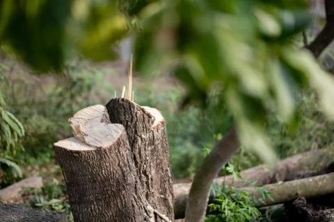 Cut down trees Stock Photos