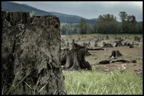 Cut Down Trees Stock Photos