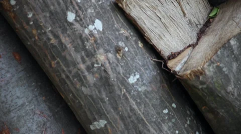 Cut down trees, wood logs, logging, firewood stack, winter supplies, tilt up Stock Footage 39565449