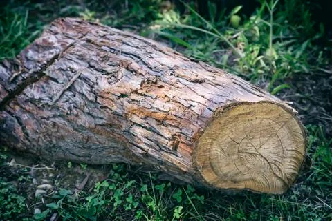 Cut down the trunk of a large pine. Stock Photos