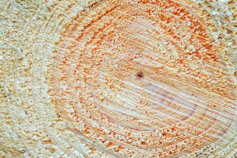 Cut down the trunk of a pine tree Stock-Fotos