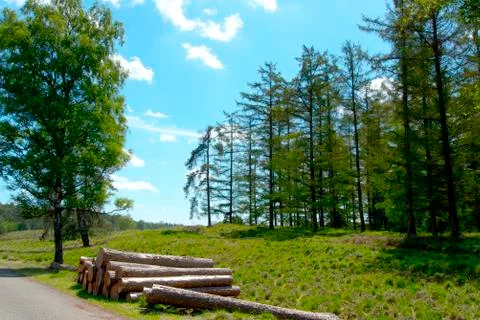 Cut down trunks near a path Stock Photos