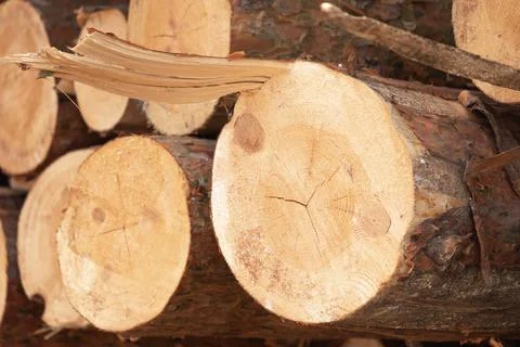 The cut-down trunks of pine stacked in a heap, storage of wood the butt to us Stock Photos